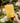 Pocket Full of Sunshine Journal